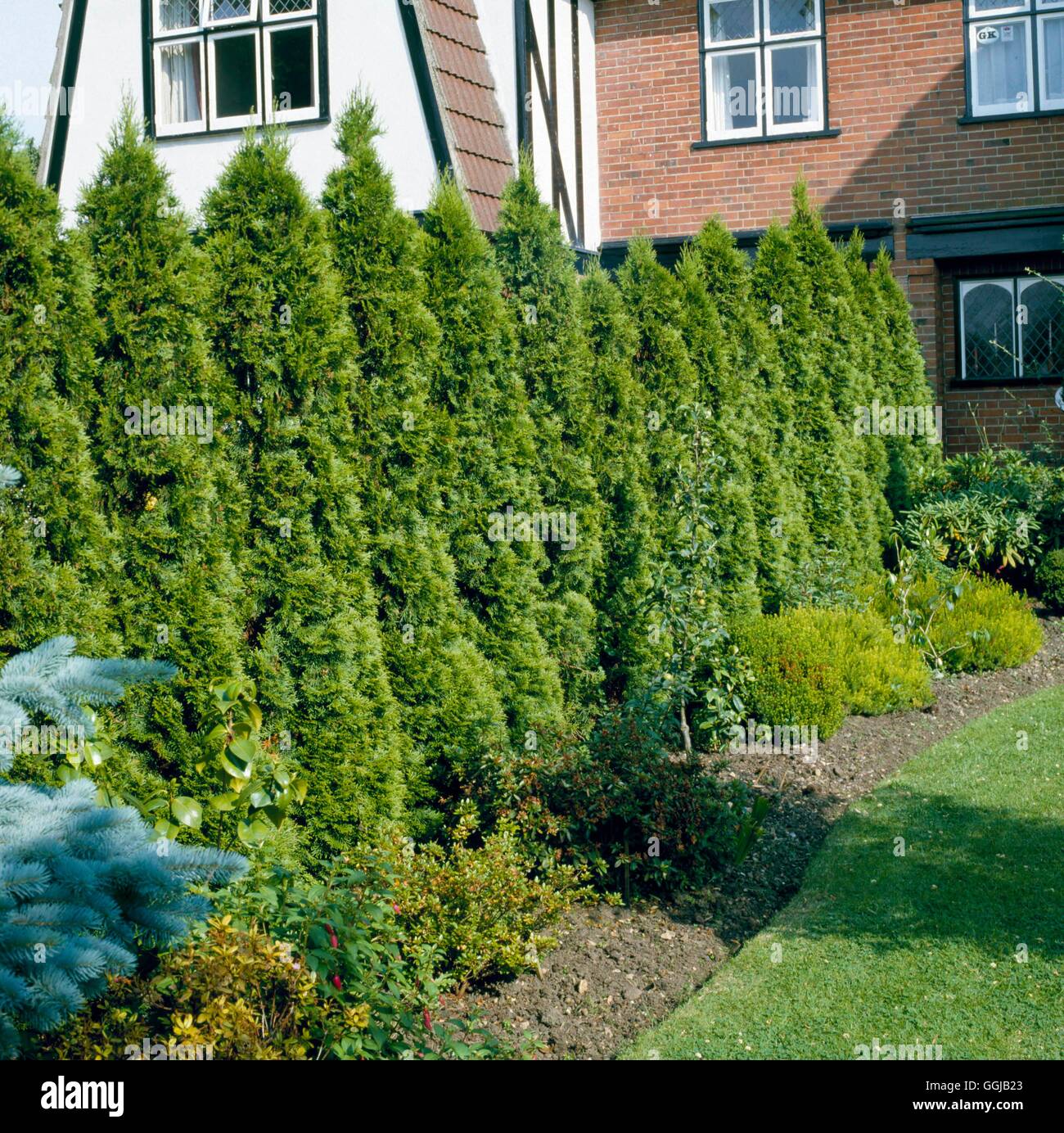 Hedge - Thuja occidentalis `Smaragd' AGM- - (Syn T.o.`Emerald')   HED036025 Stock Photo